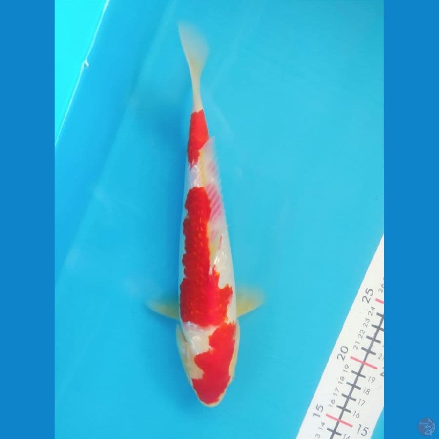 Kohaku Ginrin 27CM Male