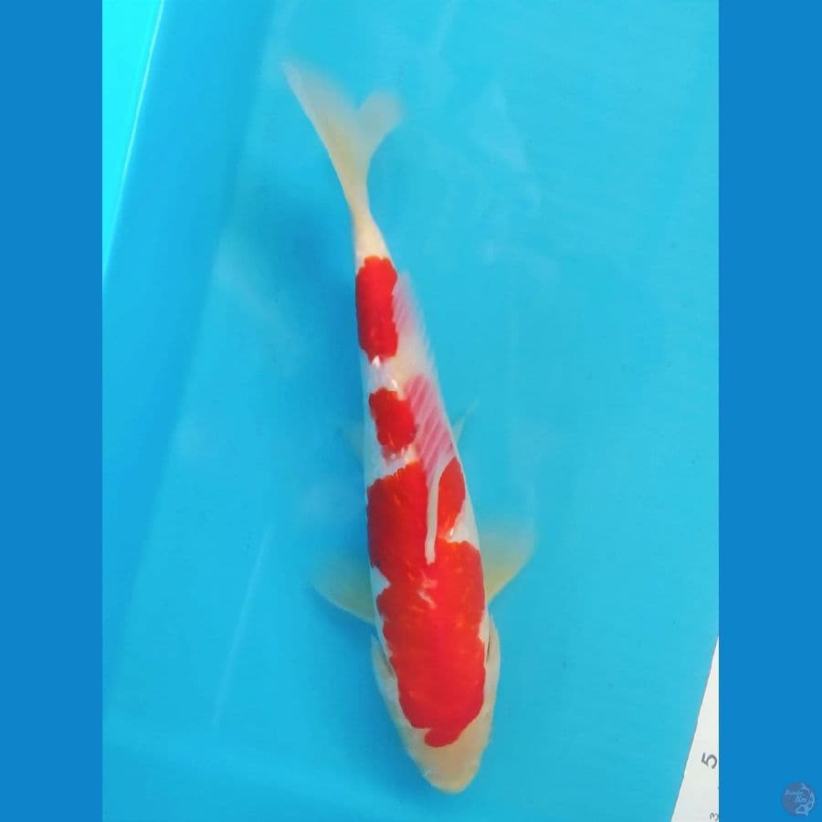 Kohaku Ginrin 25CM Male