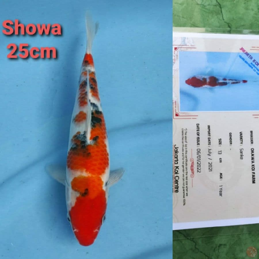 OKAWA SANKE 25CM