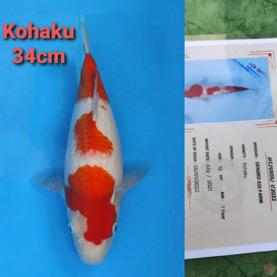 GENJIRO KOHAKU 34cm