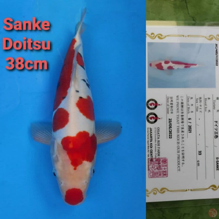 OGATA SANKE DOITSU 38CM