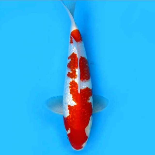 Kohaku ginrin super merah body terpedo 32cm
