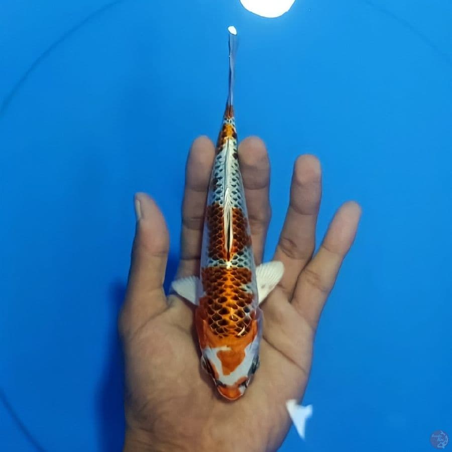 mini kujaku 17cm