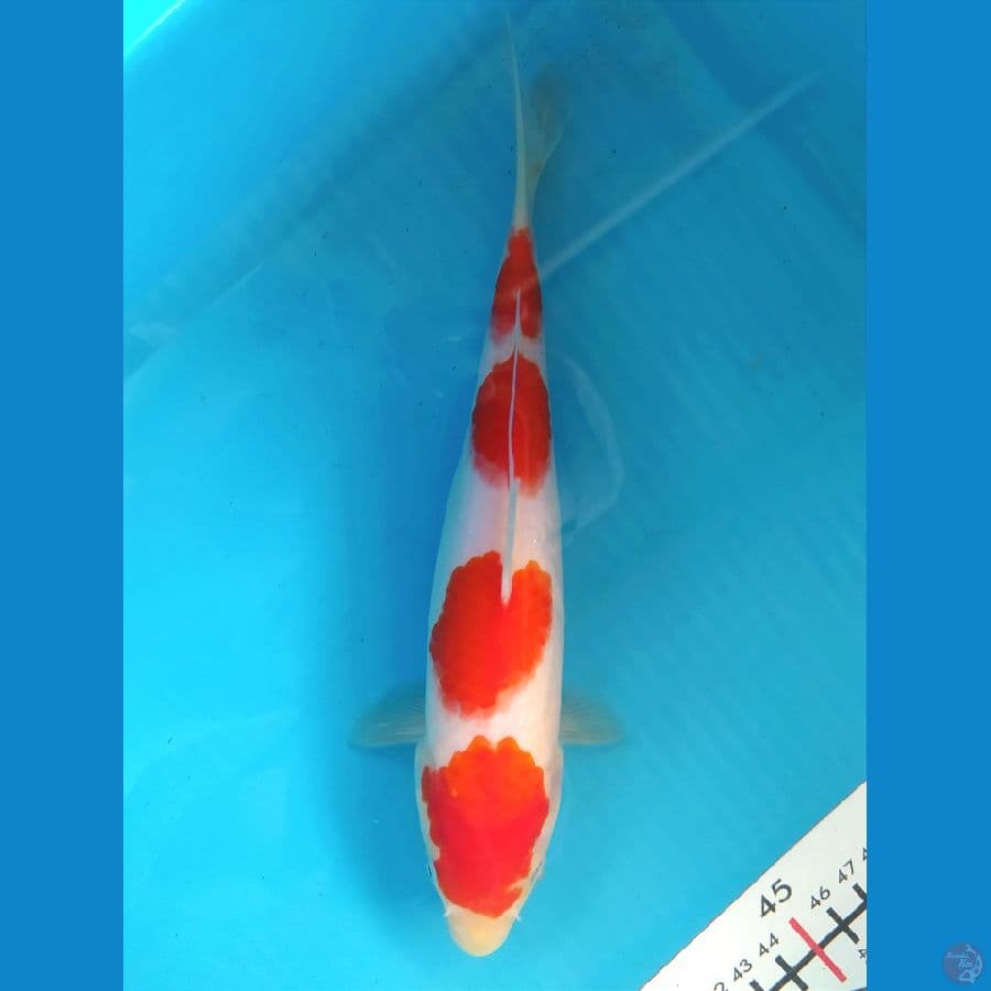 KOHAKU 23CM FEMALE