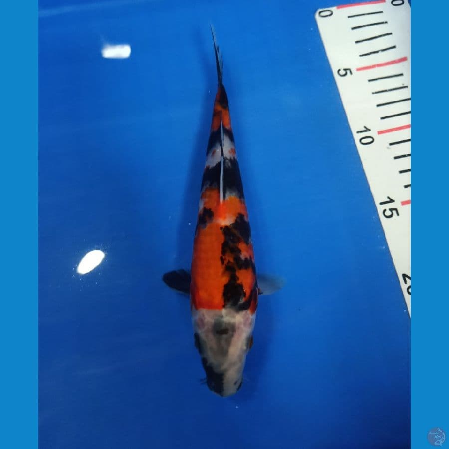Showa 23cm male