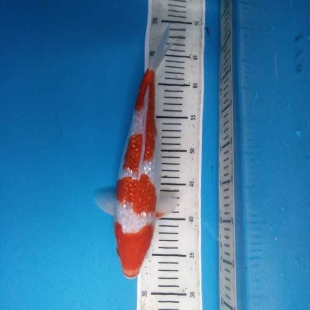 Kohaku Ginrin