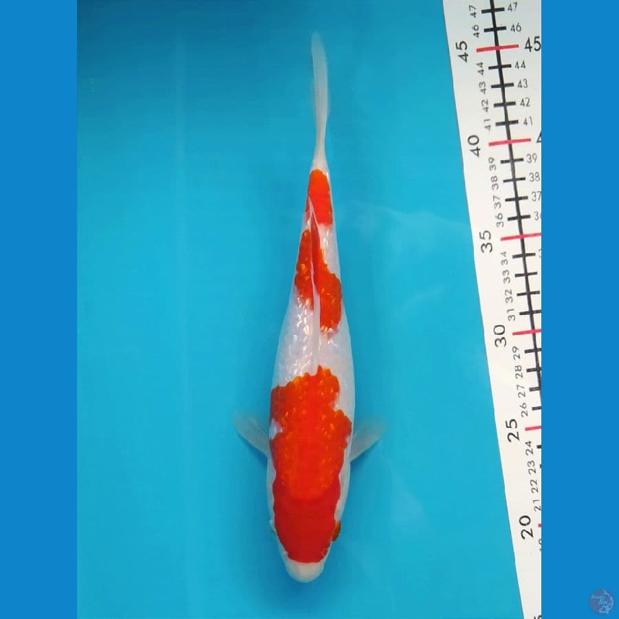 KOHAKU GINRIN 24CM FEMALE