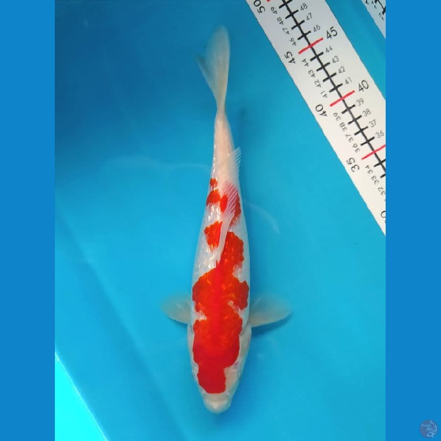 KOHAKU GINRIN 28CM FEMALE