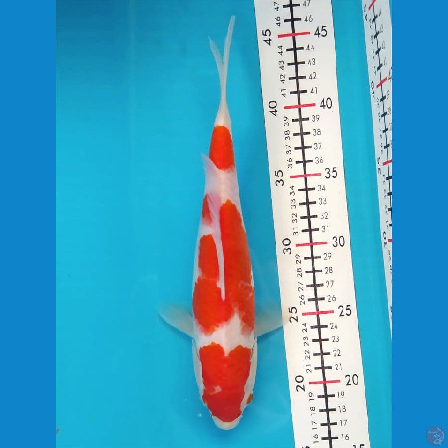 KOHAKU 27CM FEMALE