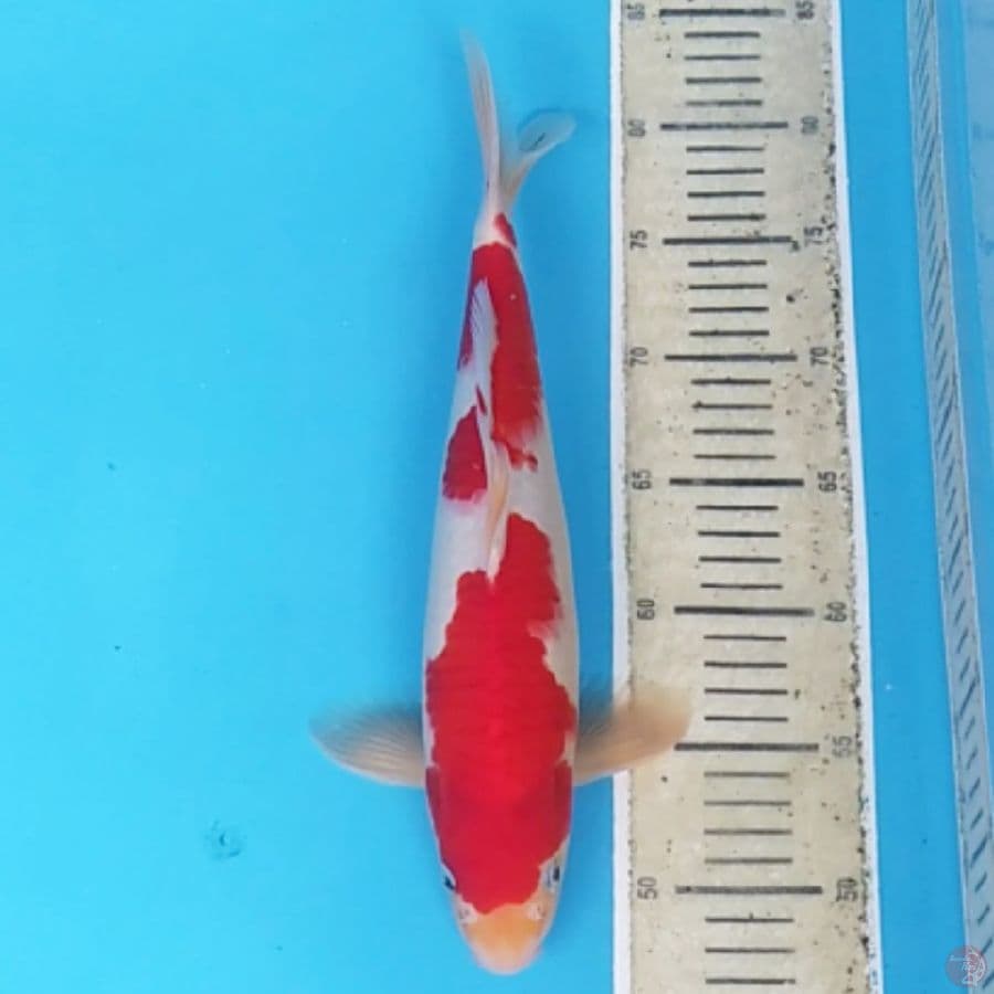Kohaku Strong ~34