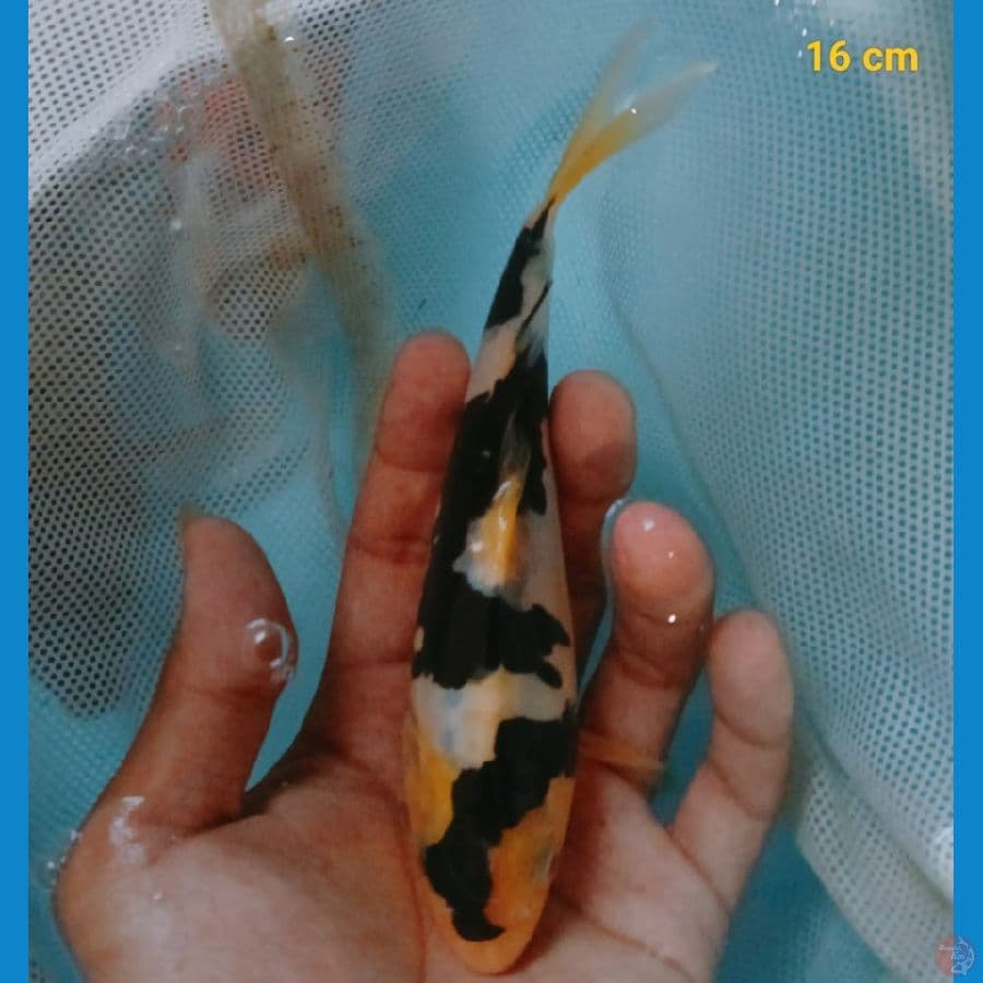 SHIRO DOIT F1 16 cm