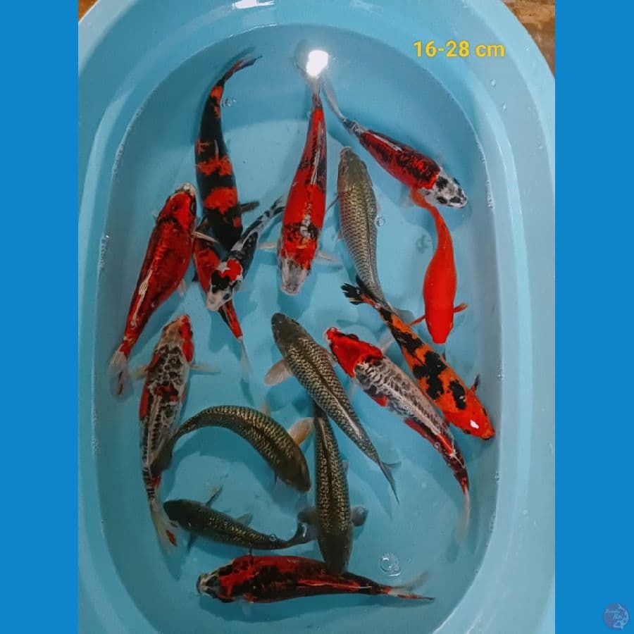 PAKET MIX 18 /28 cm 16 ekor