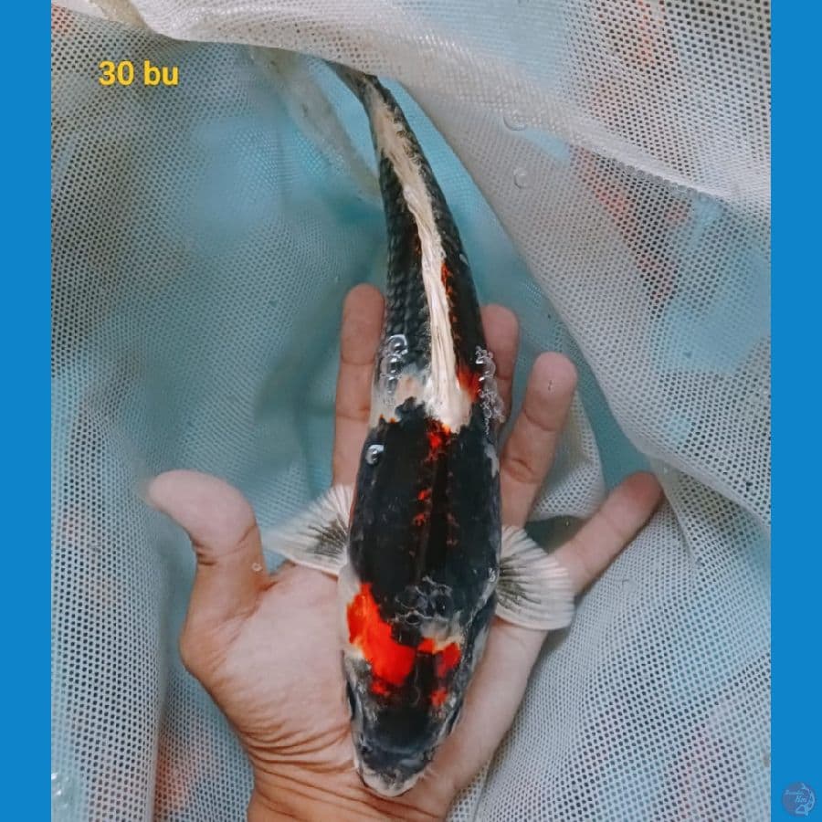 SHOWA 30 cm