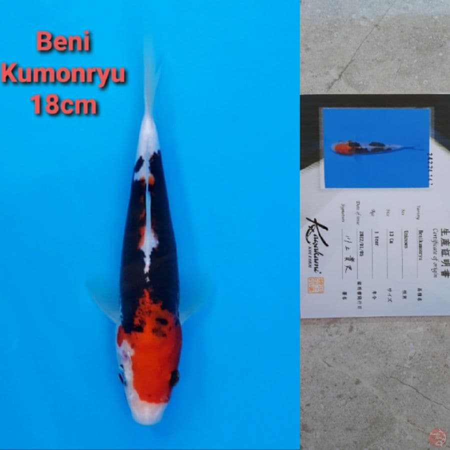 KAWAKAMI BENIKUMONRYU 18CM