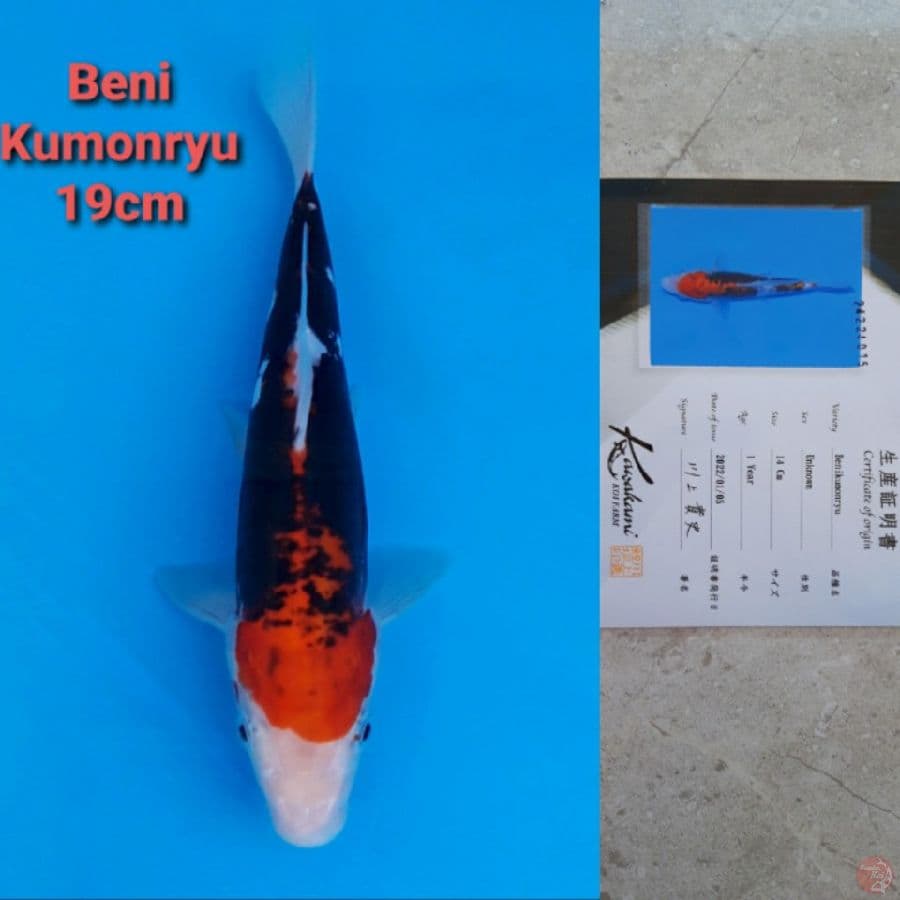 KAWAKAMI BENIKUMONRYU 19CM