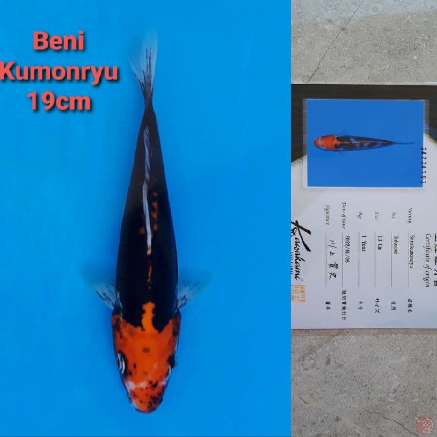KAWAKAMI BENIKUMONRYU 19CM