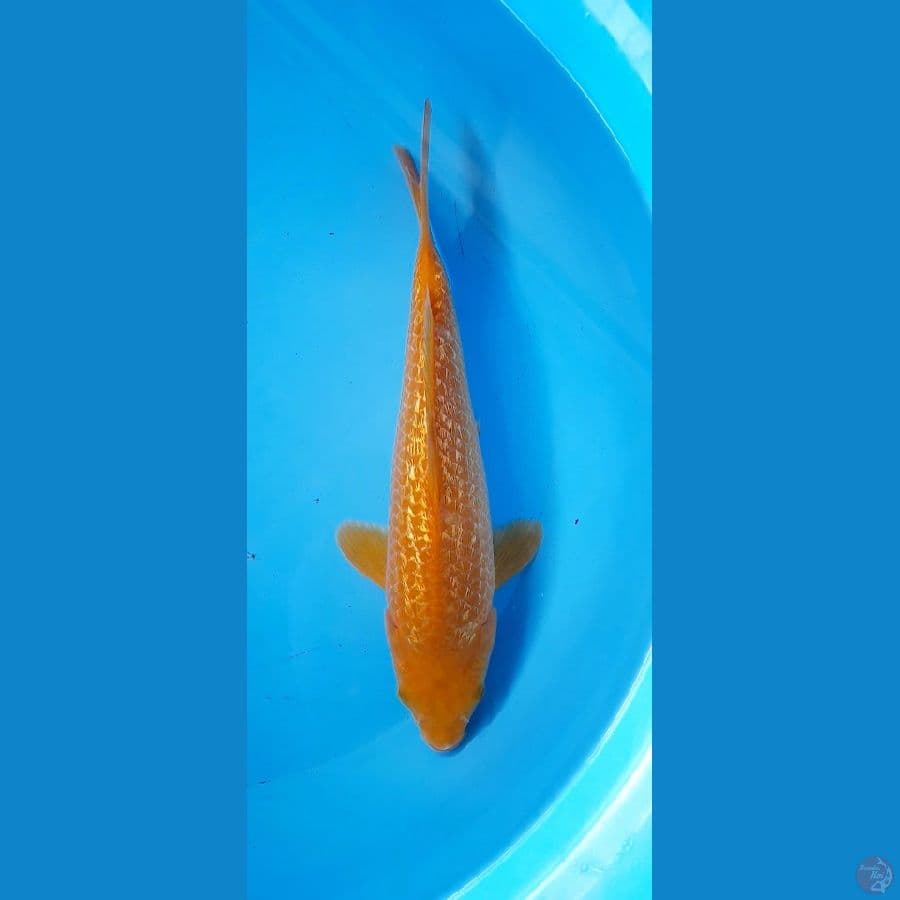 chagoi caramel ginrin jantan