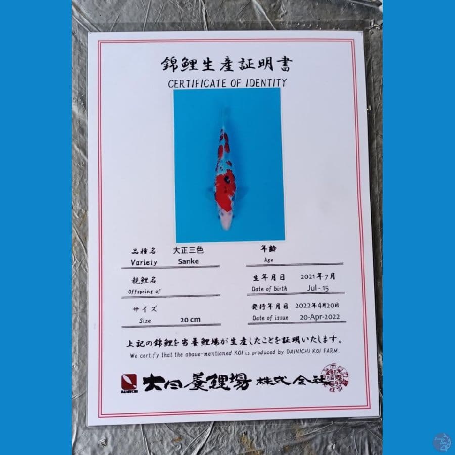 Dainichi Sanke Sz 28cm