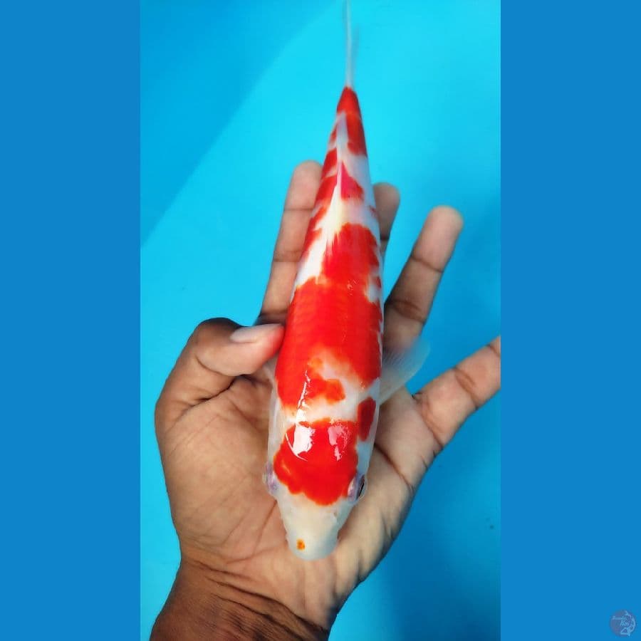 MARUTEN KOHAKU 26CM