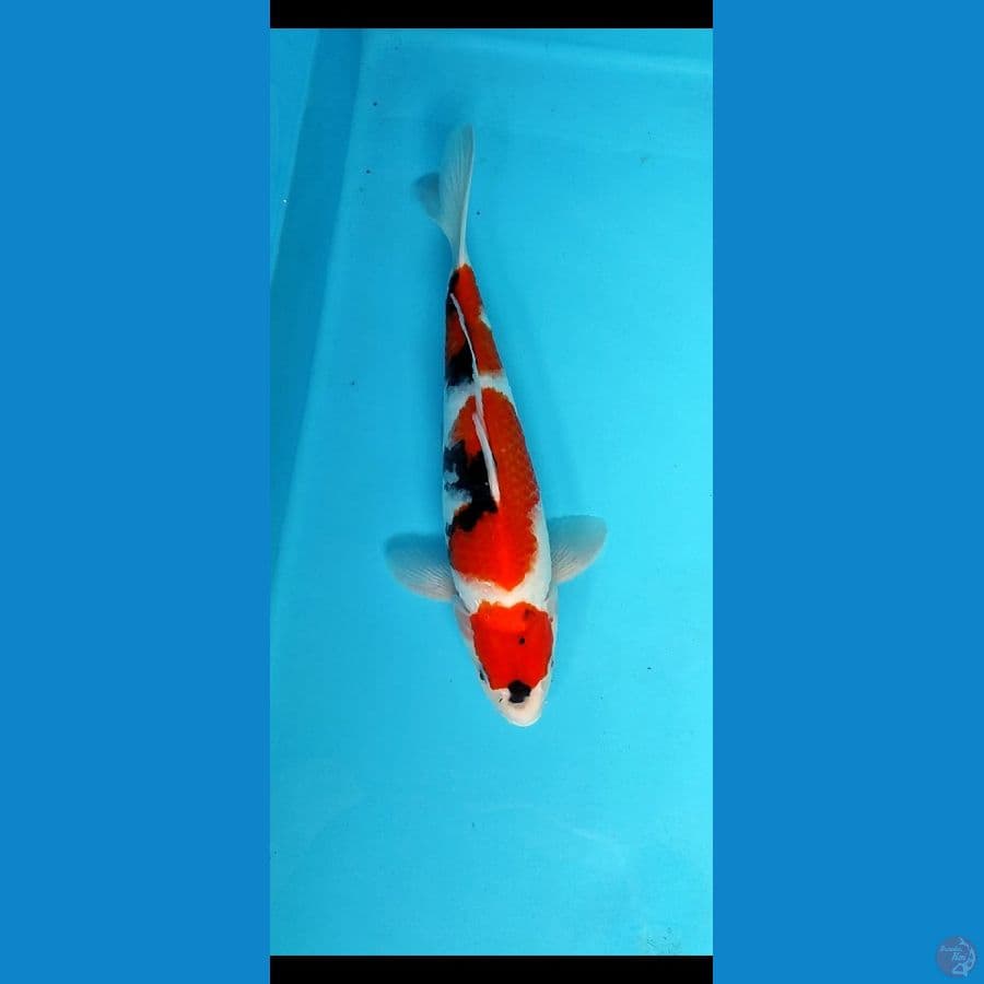 bahan keeping showa_35 cm male