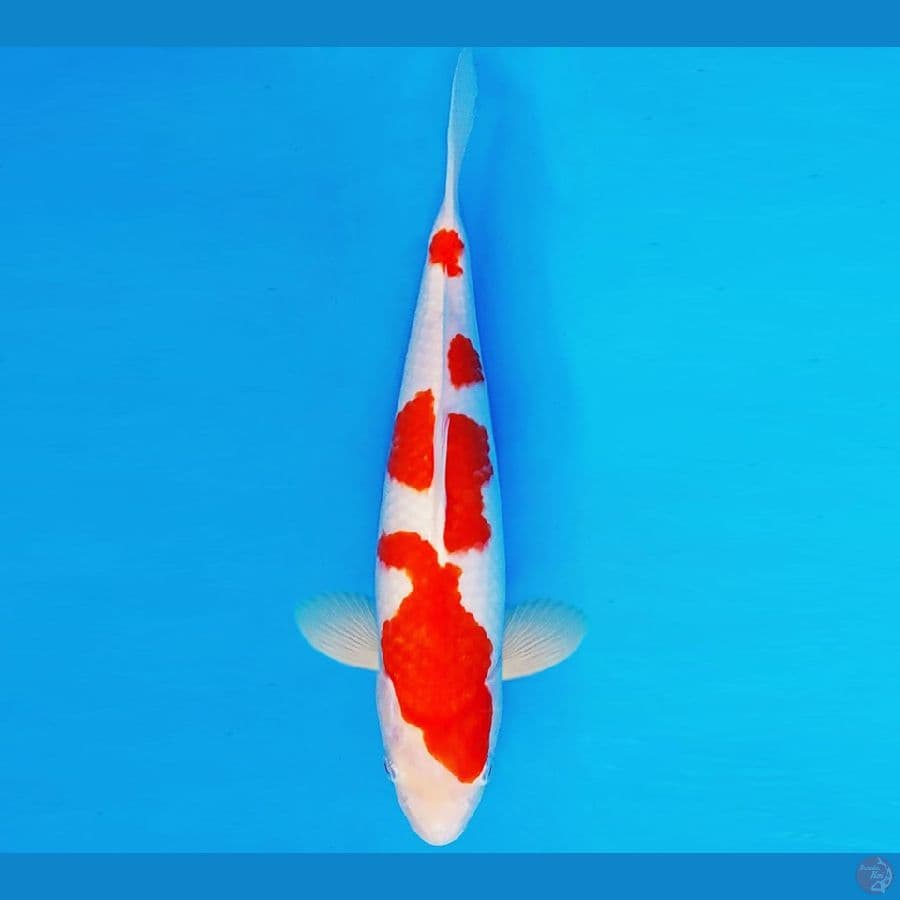 KIRIN 4 - KOHAKU 33 cm/fm ®