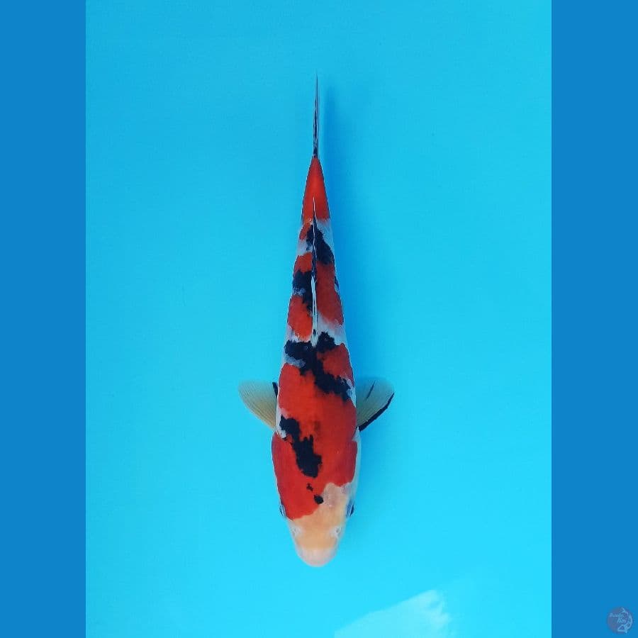 Tajima sanke finish 26+cm