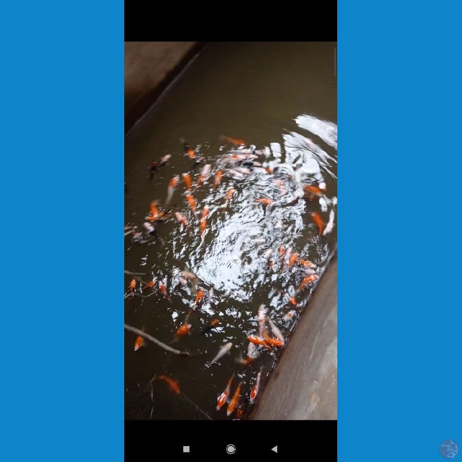 borong kolam 100 ekor