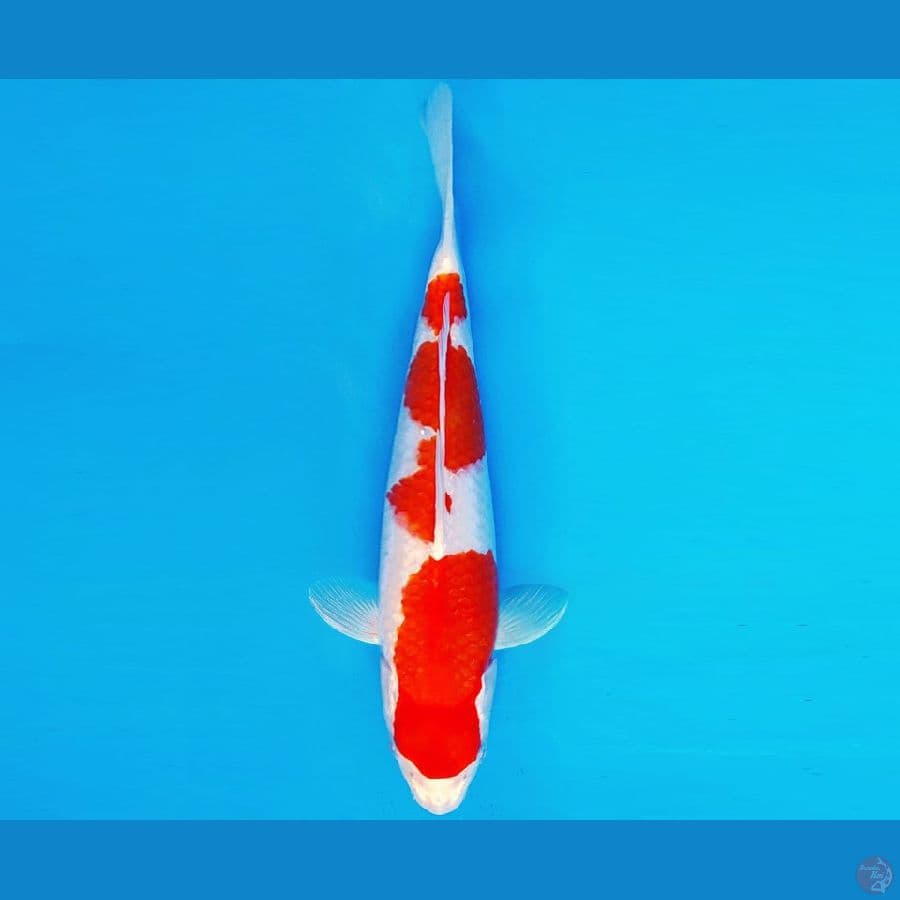 KIRIN 6 - KOHAKU HIKARI 30 cm/fm ®