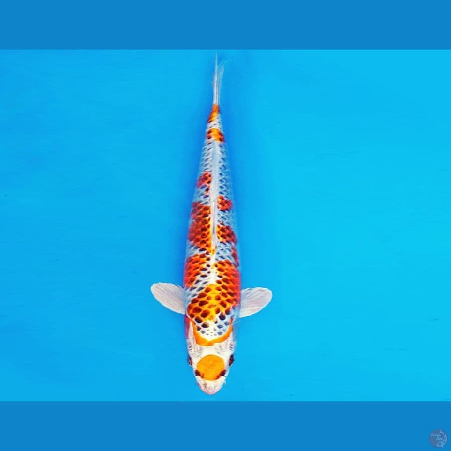 KIRIN 9 - MARUTEN KUJAKU 33 cm/male