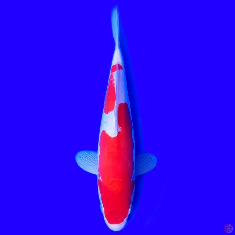KOHAKU DOIT 30 CM ORIII~female