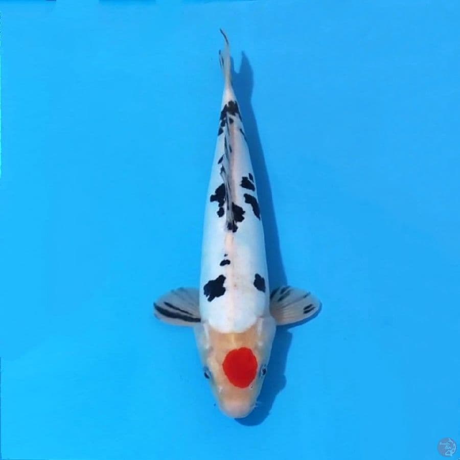 1. TANCHO DOITSU SANKE 32 CM MALE