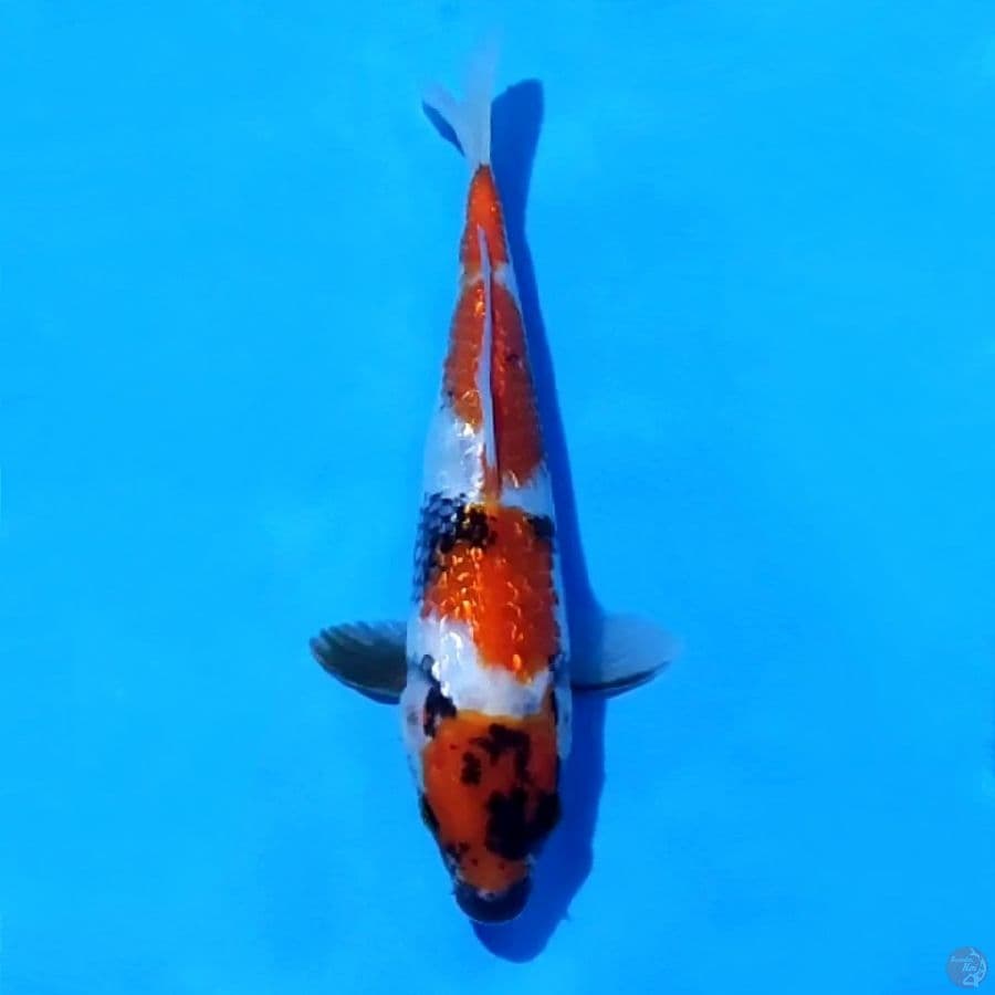 6. GINRIN SHOWA 25 CM FEMALE
