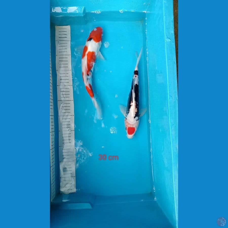 tanco kumun kohaku sanke 30 cm