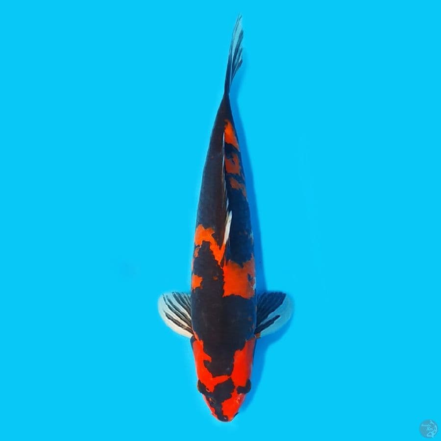 Hishowa 39cm Male HQ