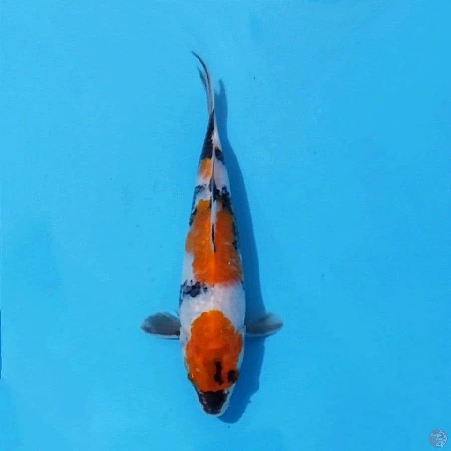 6. SHOWA 20 CM FEMALE