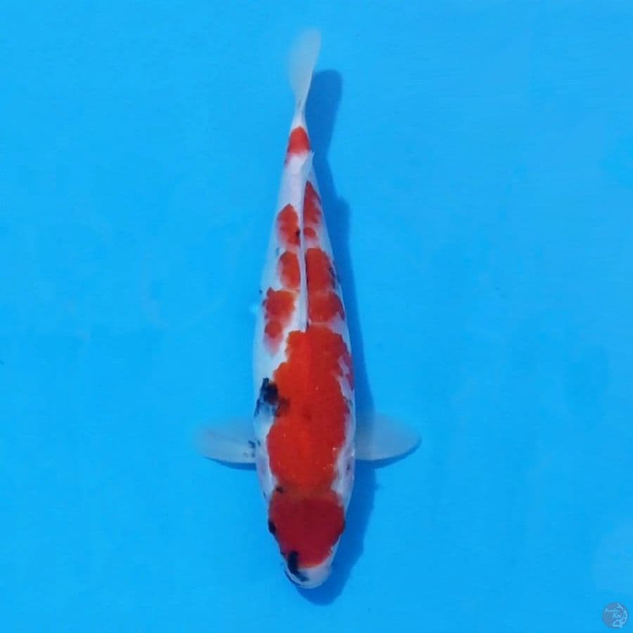7. SHOWA TATEGOI 33CM FEMALE