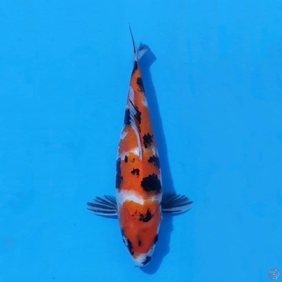 8. SHOWA 29 CM FEMALE