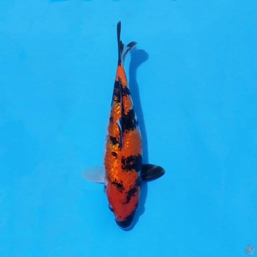 3. GINRIN SHOWA 26 CM FEMALE