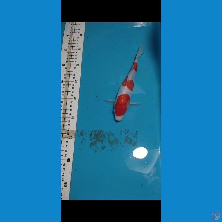 KOHAKU Doitsu 21cm