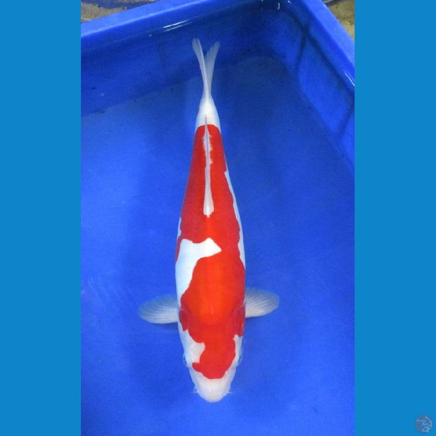 doitsu kohaku ±37cm