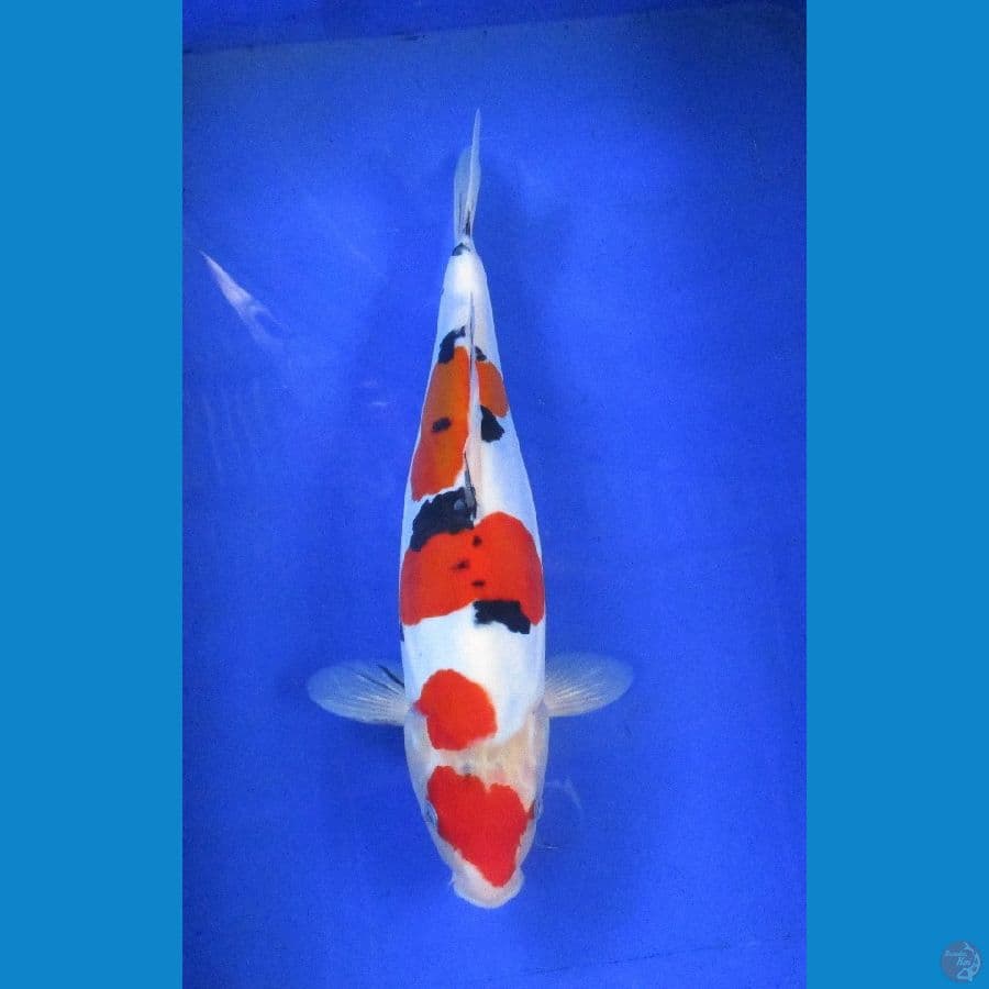 doitsu sanke ±35cm