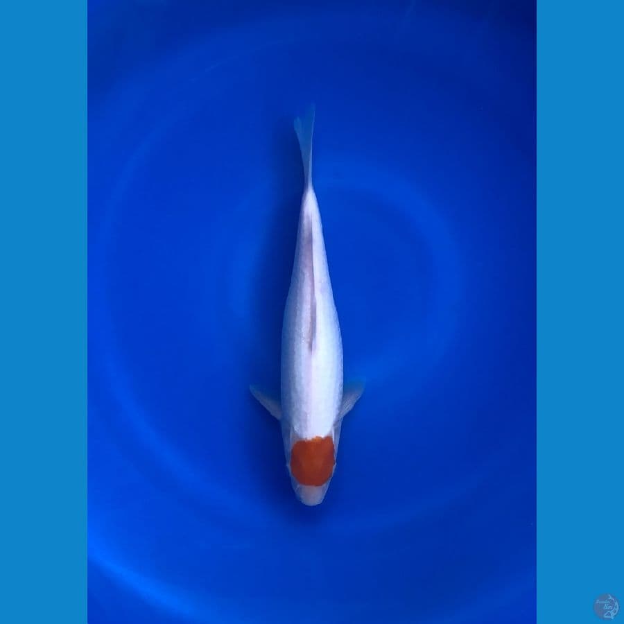 Tc Kohaku Original 32cm