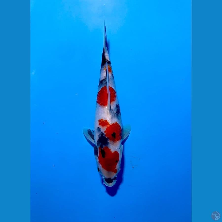 showa super tategoi 22cm