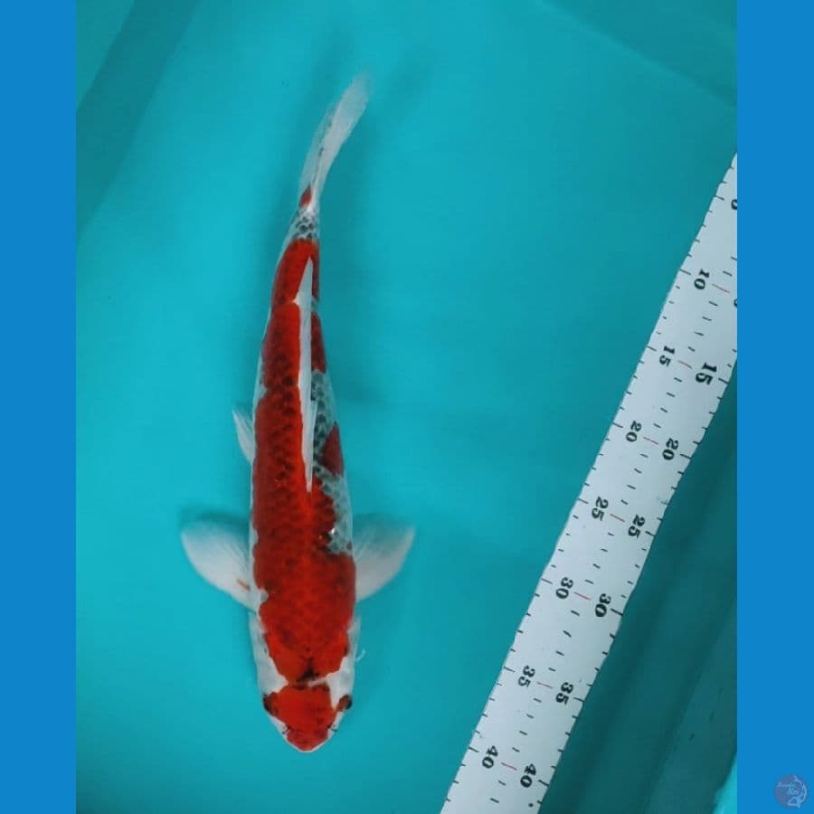 goshiki 36cm male