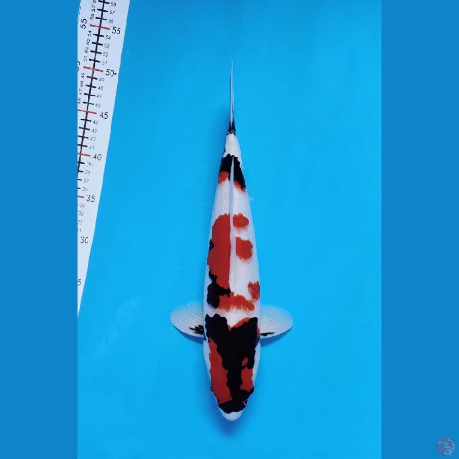 kindai showa 40cm male
