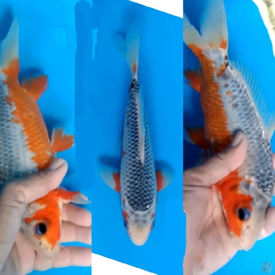 asagi SQ 23cm male