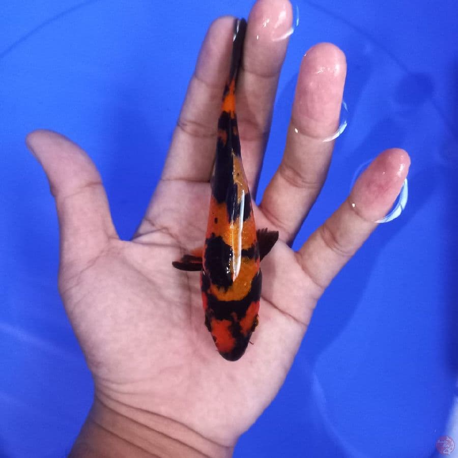 *HI UTSURI//13 CM*
