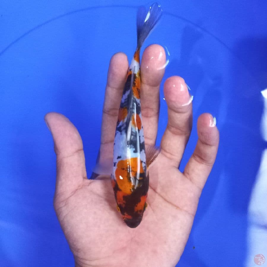 *SHOWA DOIT//18 CM*