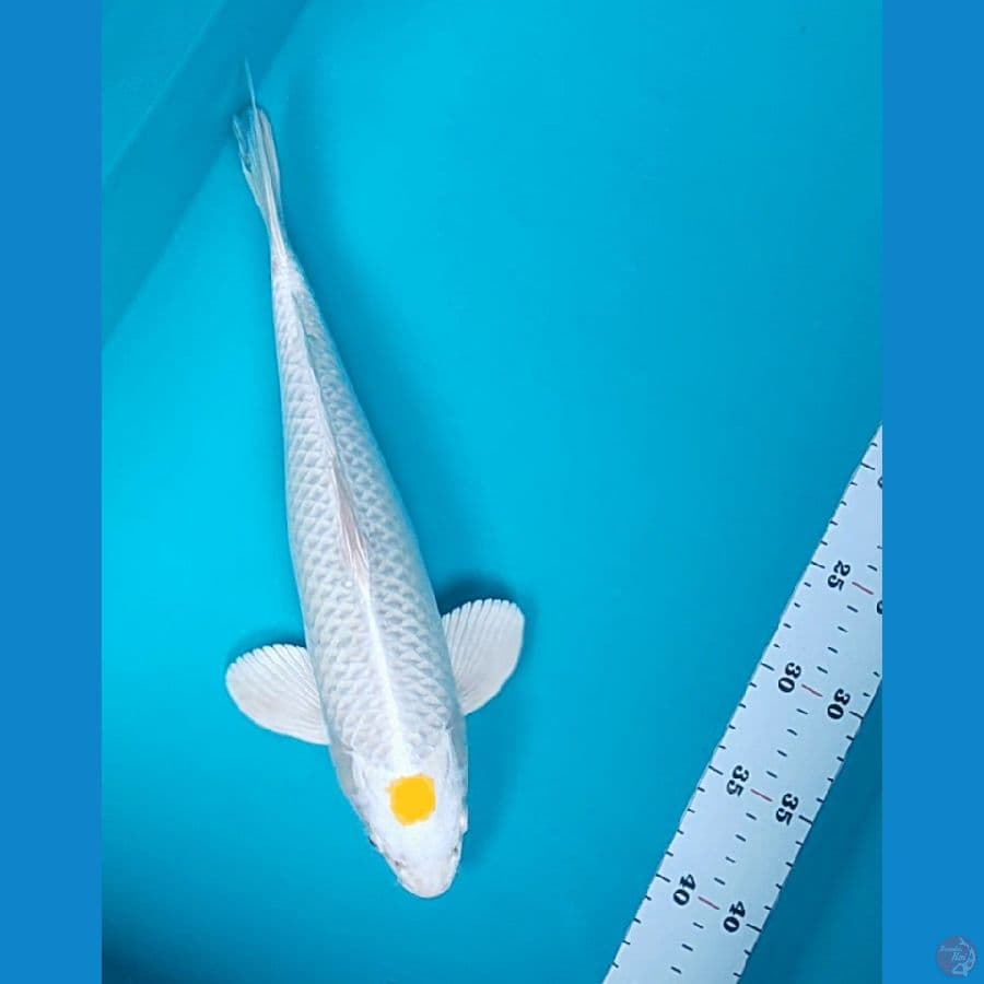 tancho hariwake 33cm male good fukurin