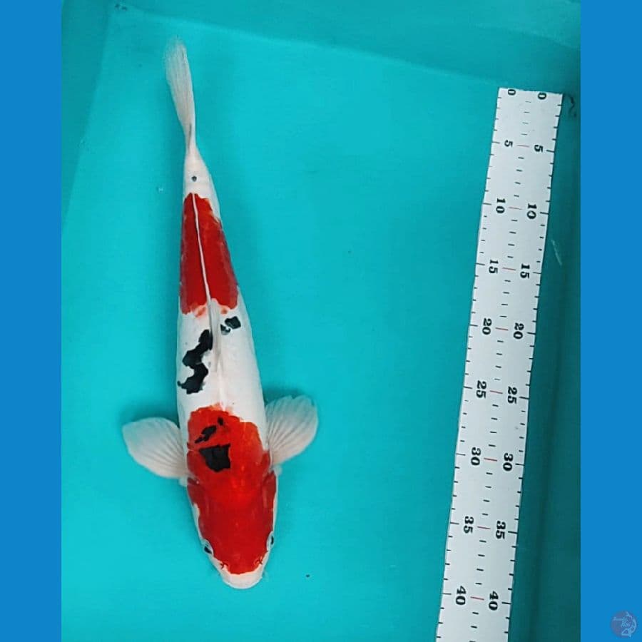 sanke doitsu 39cm male